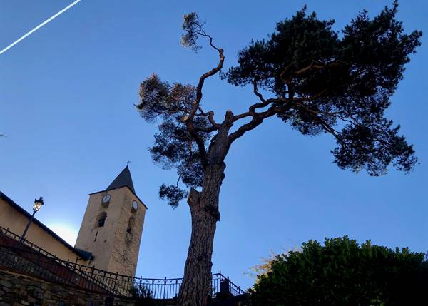 Comencen els treballs de restauració del pi de l’Església de la Massana