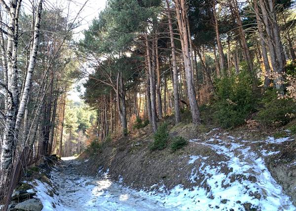 Instensificació dels treballs forestals per prevenir incendis i garantir la bona salut dels boscos